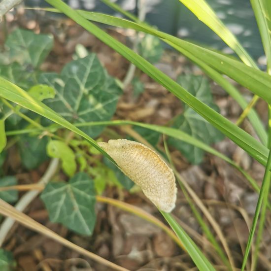 Europäische Gottesanbeterin: Tier im Habitat Stadt und Garten in der NatureSpots App