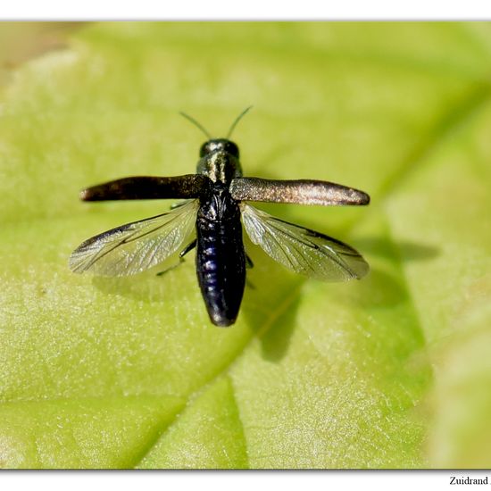 Eine unbekannte Art: Tier im Habitat Garten in der NatureSpots App