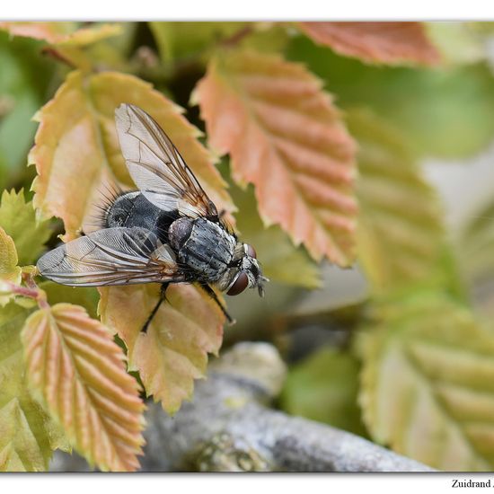 Blepharipa pratensis: Tier im Habitat Garten in der NatureSpots App