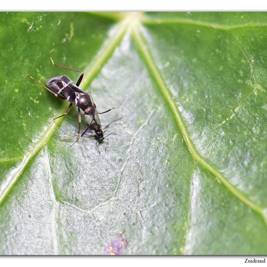 Pilophorus perplexus: Tier im Habitat Garten in der NatureSpots App