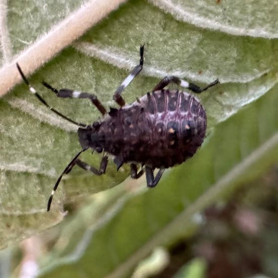 Marmorierte Baumwanze: Tier im Habitat Habitat manuell eingeben in der NatureSpots App