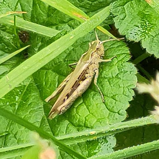 Brauner Grashüpfer: Tier im Habitat Garten in der NatureSpots App