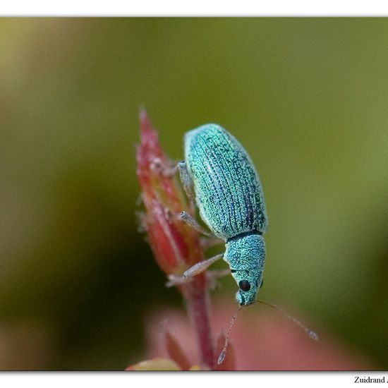 Eine unbekannte Art: Tier im Habitat Garten in der NatureSpots App