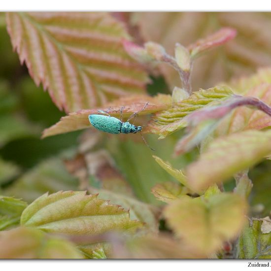 Eine unbekannte Art: Tier im Habitat Garten in der NatureSpots App