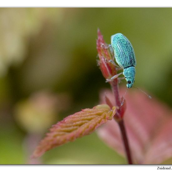 Eine unbekannte Art: Tier im Habitat Garten in der NatureSpots App