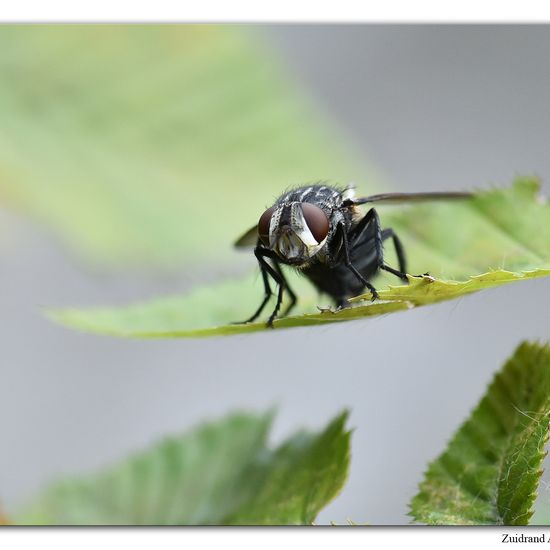 Blepharipa pratensis: Tier im Habitat Garten in der NatureSpots App