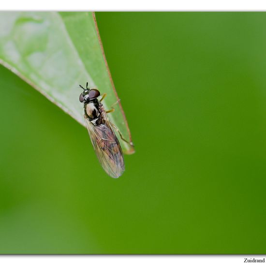 Melanostoma mellinum: Tier im Habitat Garten in der NatureSpots App