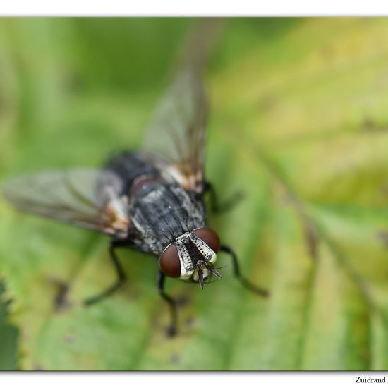 Blepharipa pratensis: Tier im Habitat Garten in der NatureSpots App