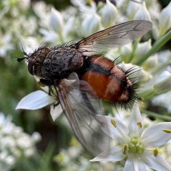 Raupenfliegen: Tier im Habitat Garten in der NatureSpots App