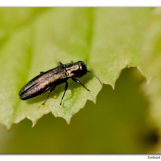 Eine unbekannte Art: Tier im Habitat Garten in der NatureSpots App