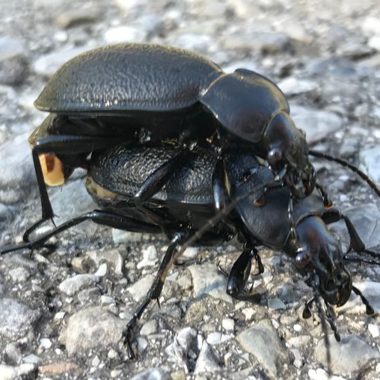 Carabus coriaceus: Animal in habitat Road or Transportation in the NatureSpots App