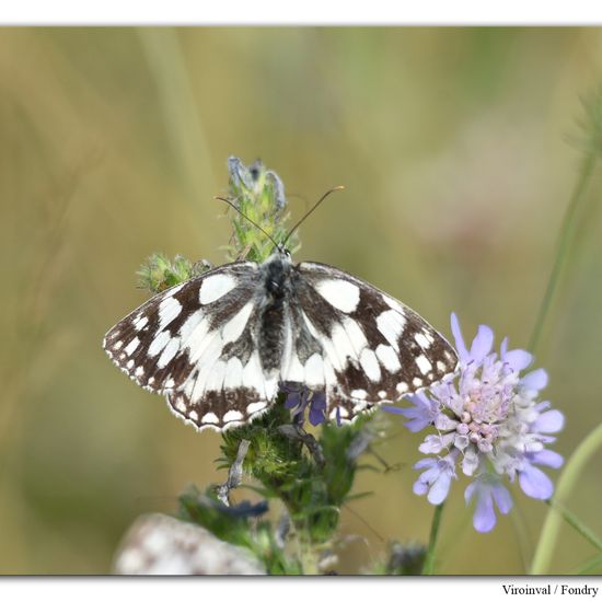 Melanargia galathea: Animal in habitat Mountain habitat in the NatureSpots App