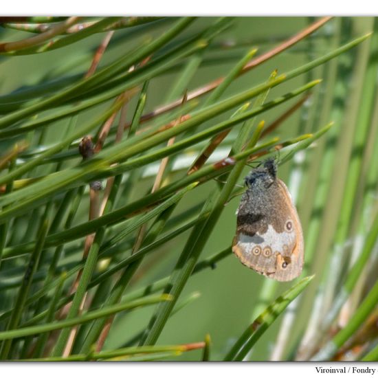 Weißbindiges Wiesenvögelchen: Tier im Habitat Bergwiese in der NatureSpots App