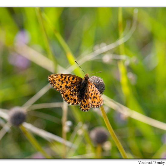 Magerrasen-Perlmutterfalter: Tier im Habitat Bergwiese in der NatureSpots App