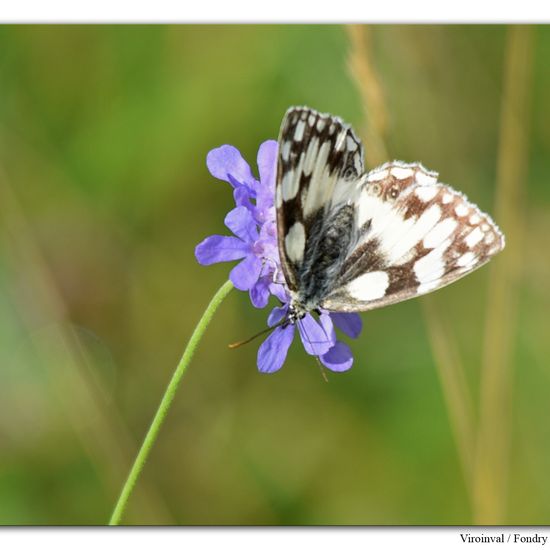 Melanargia galathea: Animal in habitat Mountain habitat in the NatureSpots App