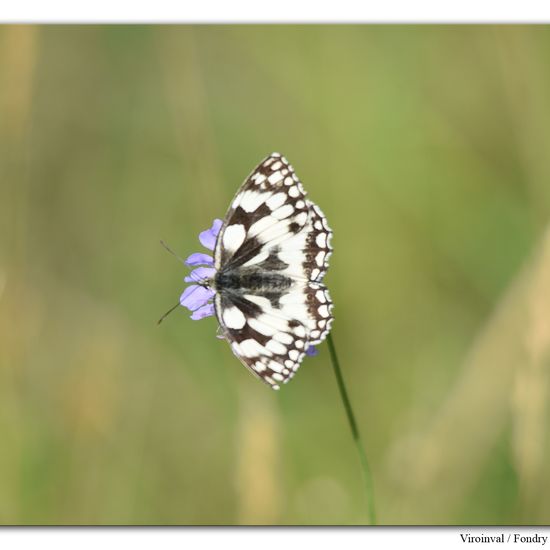 Melanargia galathea: Animal in habitat Mountain habitat in the NatureSpots App