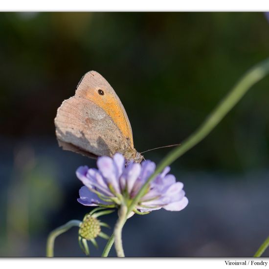 Großes Ochsenauge: Tier im Habitat Berge und Felsen in der NatureSpots App