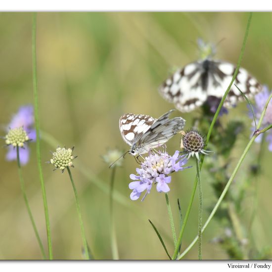 Melanargia galathea: Animal in habitat Mountain habitat in the NatureSpots App