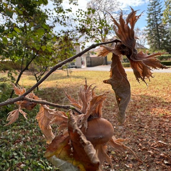 Corylus avellana: Plant in habitat Park in the NatureSpots App