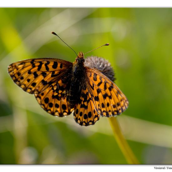 Magerrasen-Perlmutterfalter: Tier im Habitat Bergwiese in der NatureSpots App