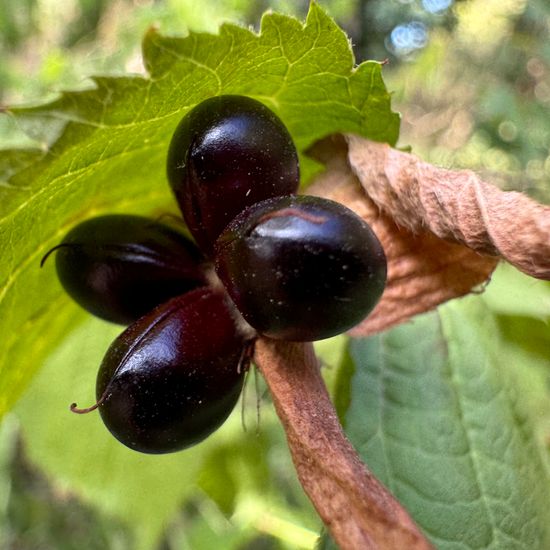 Rhodotypos scandens: Pflanze im Habitat Park in der NatureSpots App