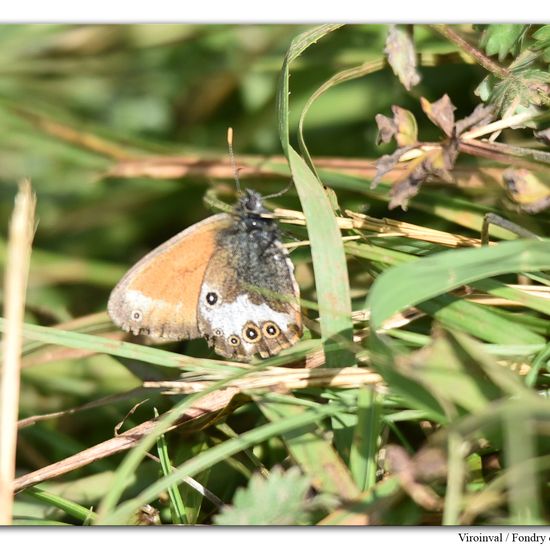 Coenonympha arcania: Animal in habitat Mountain meadows in the NatureSpots App