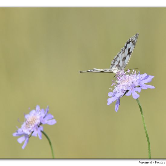 Melanargia galathea: Animal in habitat Mountain habitat in the NatureSpots App