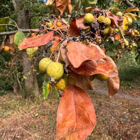 Holzapfel: Pflanze im Habitat Park in der NatureSpots App