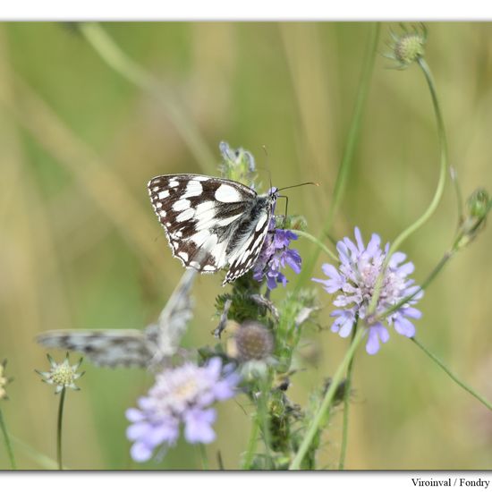 Melanargia galathea: Animal in habitat Mountain habitat in the NatureSpots App