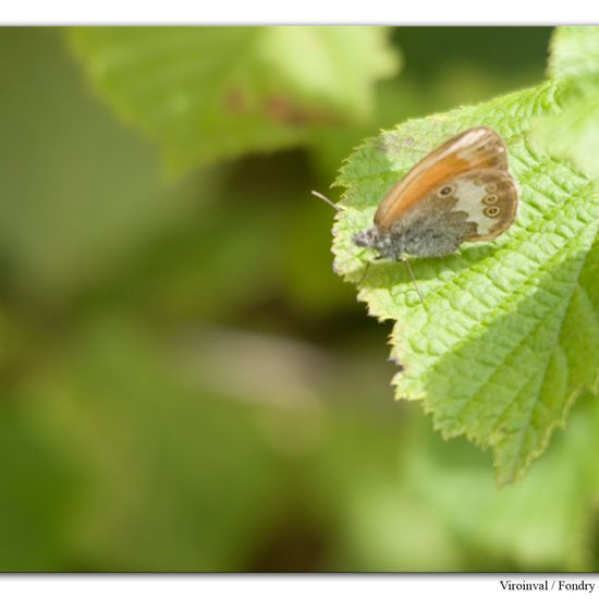 Coenonympha arcania: Animal in habitat Mountain meadows in the NatureSpots App