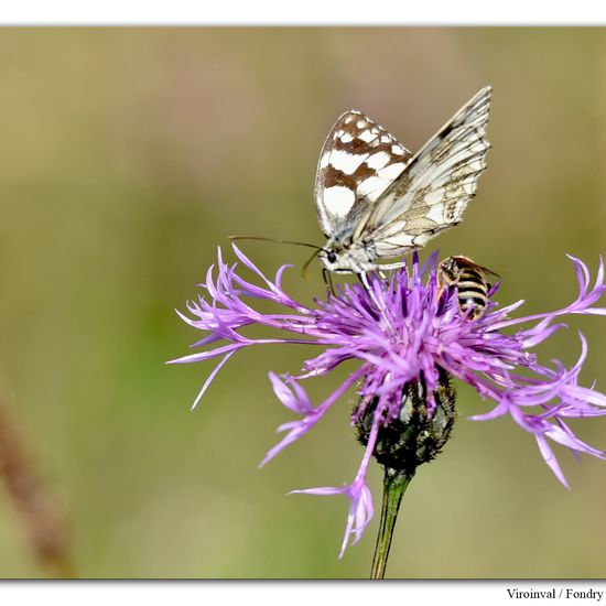 Melanargia galathea: Animal in habitat Mountain habitat in the NatureSpots App