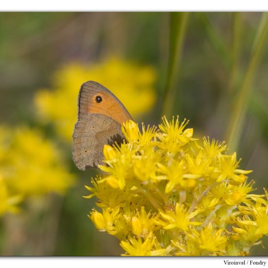 Großes Ochsenauge: Tier im Habitat Berge und Felsen in der NatureSpots App