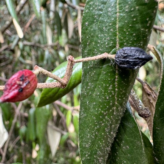 Viburnum rhytidophyllum: Plant in habitat Park in the NatureSpots App