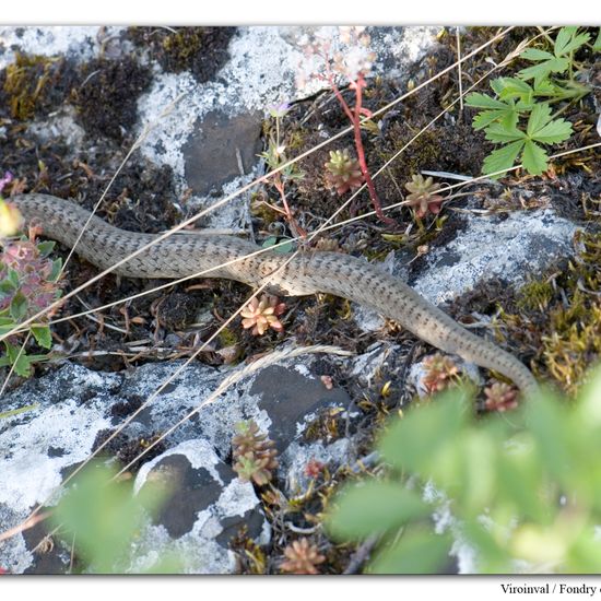 Schlingnatter: Tier im Habitat Bergwiese in der NatureSpots App