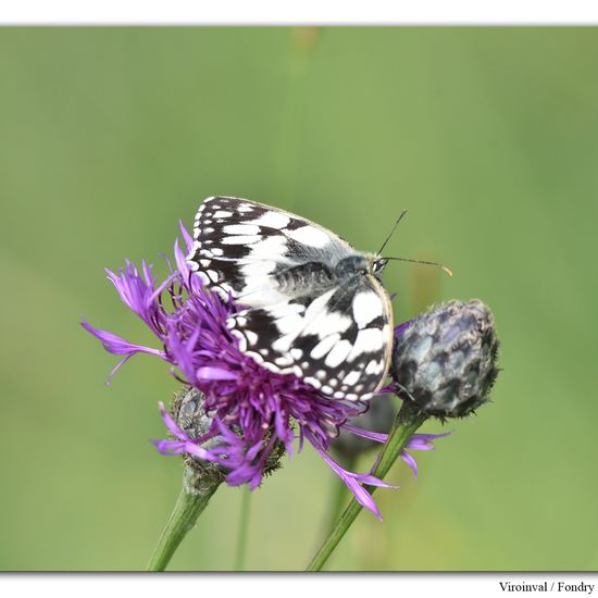 Melanargia galathea: Animal in habitat Mountain habitat in the NatureSpots App