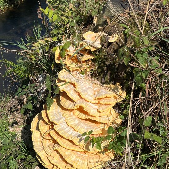 another species: Mushroom in habitat Grassland in the NatureSpots App