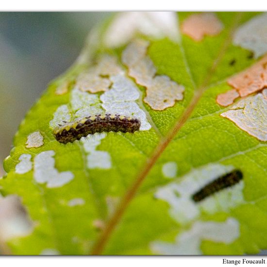 Aglaope infausta: Animal in habitat Grassland in the NatureSpots App