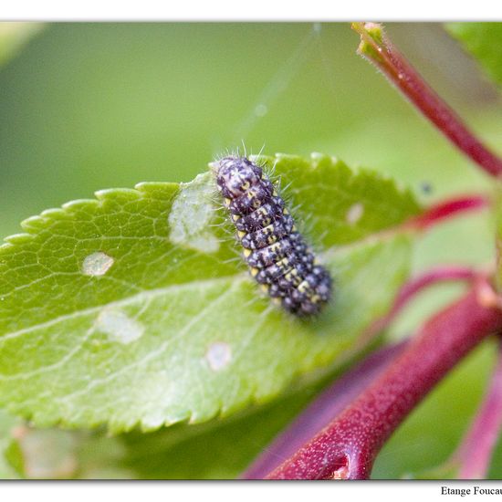 Aglaope infausta: Animal in habitat Grassland in the NatureSpots App