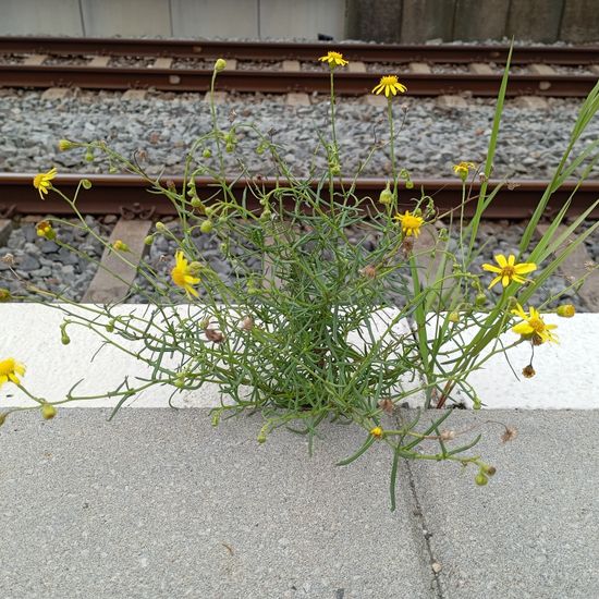 Senecio inaequidens: Plant in nature in the NatureSpots App