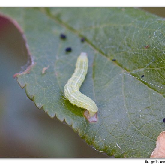 Winter Moth: Animal in habitat Grassland in the NatureSpots App