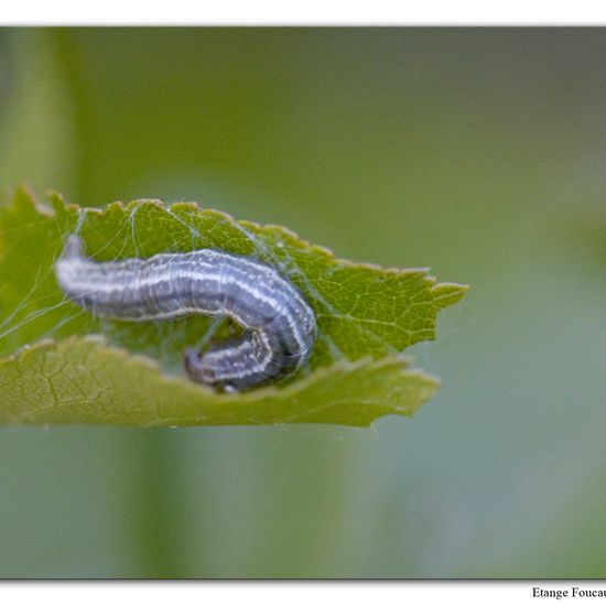 Winter Moth: Animal in habitat Grassland in the NatureSpots App