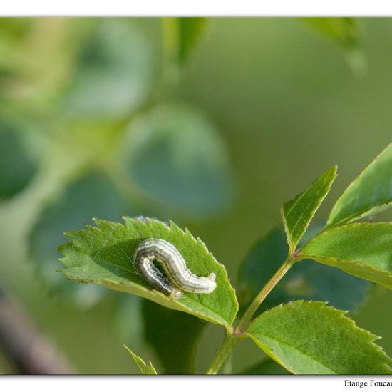 Winter Moth: Animal in habitat Grassland in the NatureSpots App