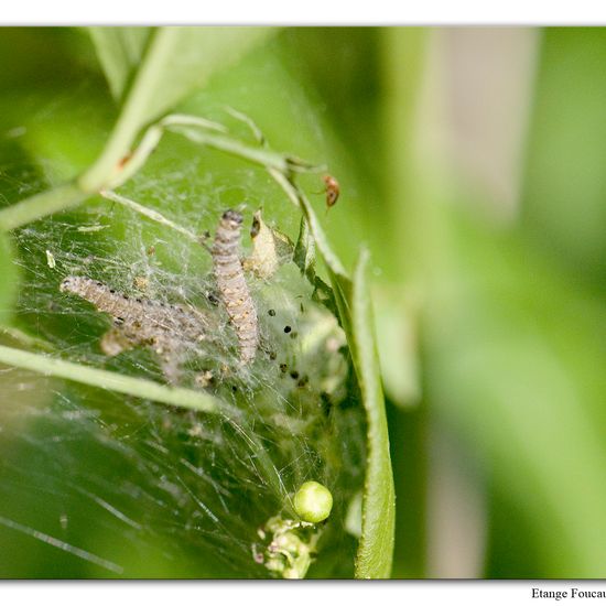 Yponomeuta cagnagella: Animal in habitat Grassland in the NatureSpots App