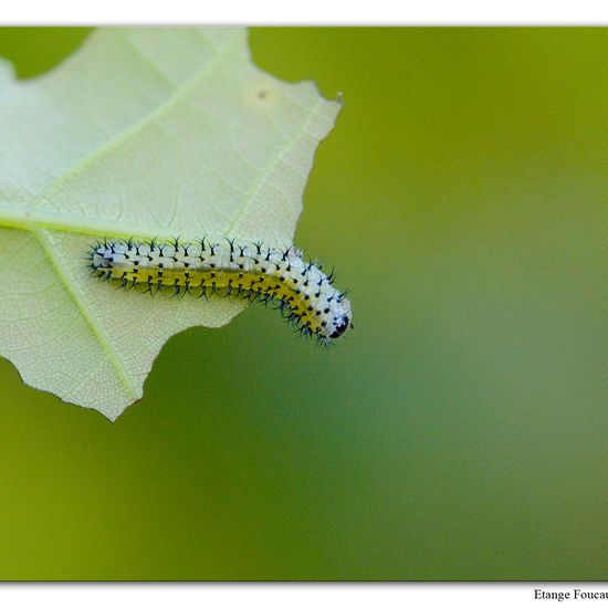 Periclista lineolata: Animal in habitat Grassland in the NatureSpots App