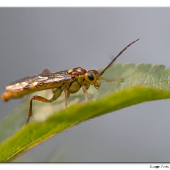 Tenthredopsis sordida: Animal in habitat Grassland in the NatureSpots App