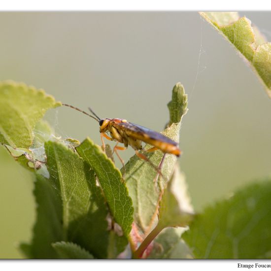 Tenthredopsis sordida: Animal in habitat Grassland in the NatureSpots App