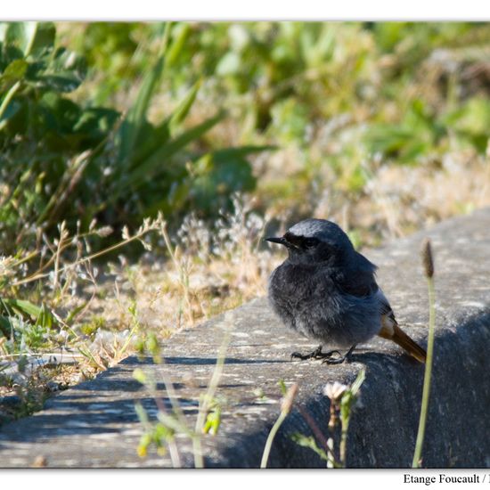 Black Redstart: Animal in nature in the NatureSpots App