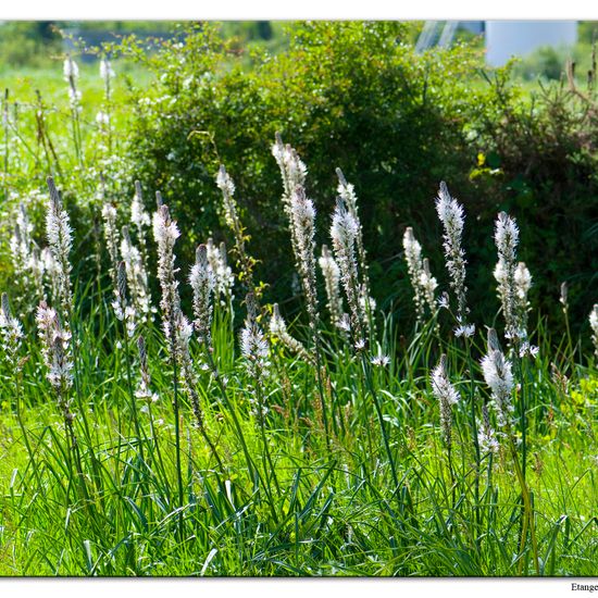 Asphodelus albus: Plant in habitat Road or Transportation in the NatureSpots App