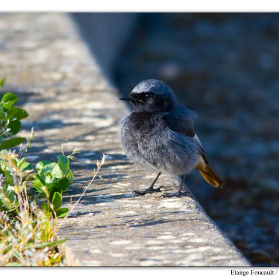 Black Redstart: Animal in nature in the NatureSpots App