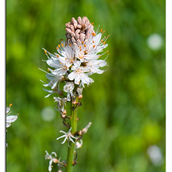 Asphodelus albus: Plant in habitat Road or Transportation in the NatureSpots App